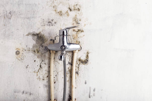 Best Local Mold Removal Service  in Franklin Park, FL