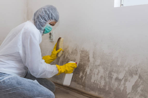 Home Mold Removal in Franklin Park, FL