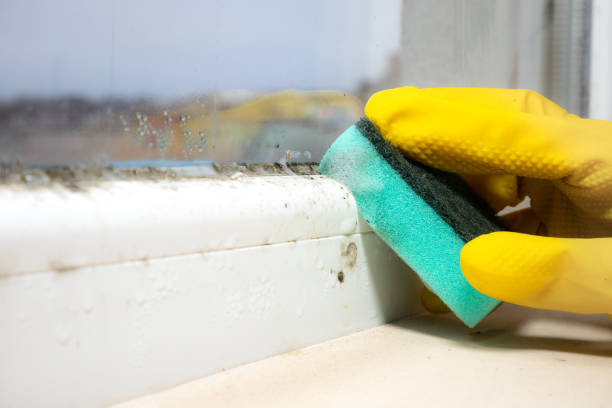 Best Commercial Mold Removal  in Franklin Park, FL