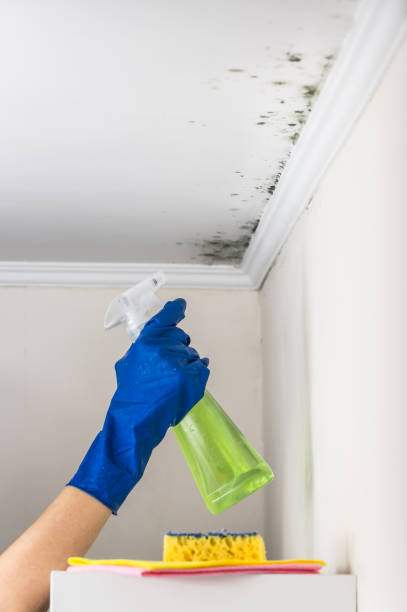 Best Mold Damage Repair  in Franklin Park, FL