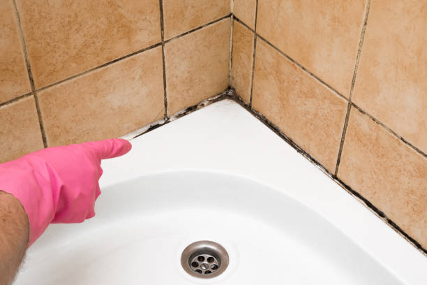 Best Affordable Mold Removal  in Franklin Park, FL