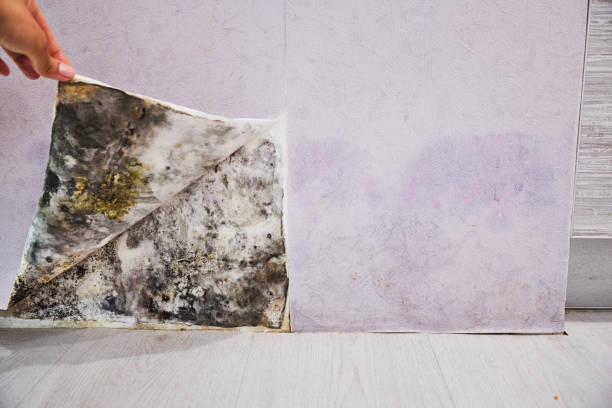Best Water Damage Restoration  in Franklin Park, FL